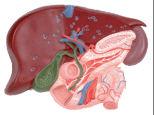 HOLESISTIT: SEBÄPLERI, ALAMATLARY, GAÝRAÜZÜLMELERI WE BEJERGI ÇÄRELERI