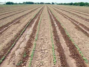 TOPRAGA GEREGINI BER – HAÝRYNY GÖR!